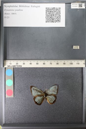 Media type: image;   Entomology 149681